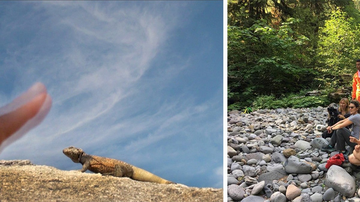 a photo of a hand and a western fence lizard, a photo of a group sitting on rocks in nature