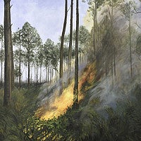artwork showing forest fire by Anne Magratten