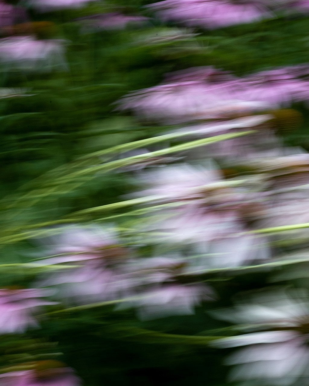 Photograph of flowers. Flowers are magenta bleeding into white. Entire photo is in soft focus with movement. 