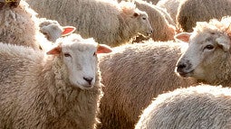 Image shows sheep grazing near each other in a large group. 