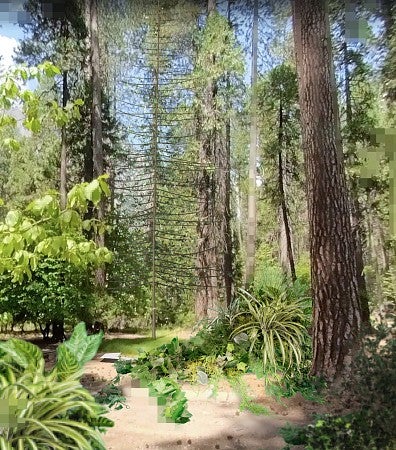 Photograph of plants and trees. 