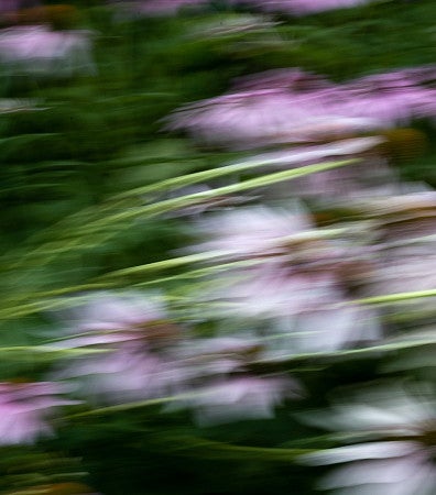 Photograph of flowers. Flowers are magenta bleeding into white. Entire photo is in soft focus with movement. 